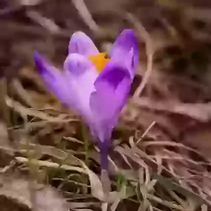 Heuffelianus